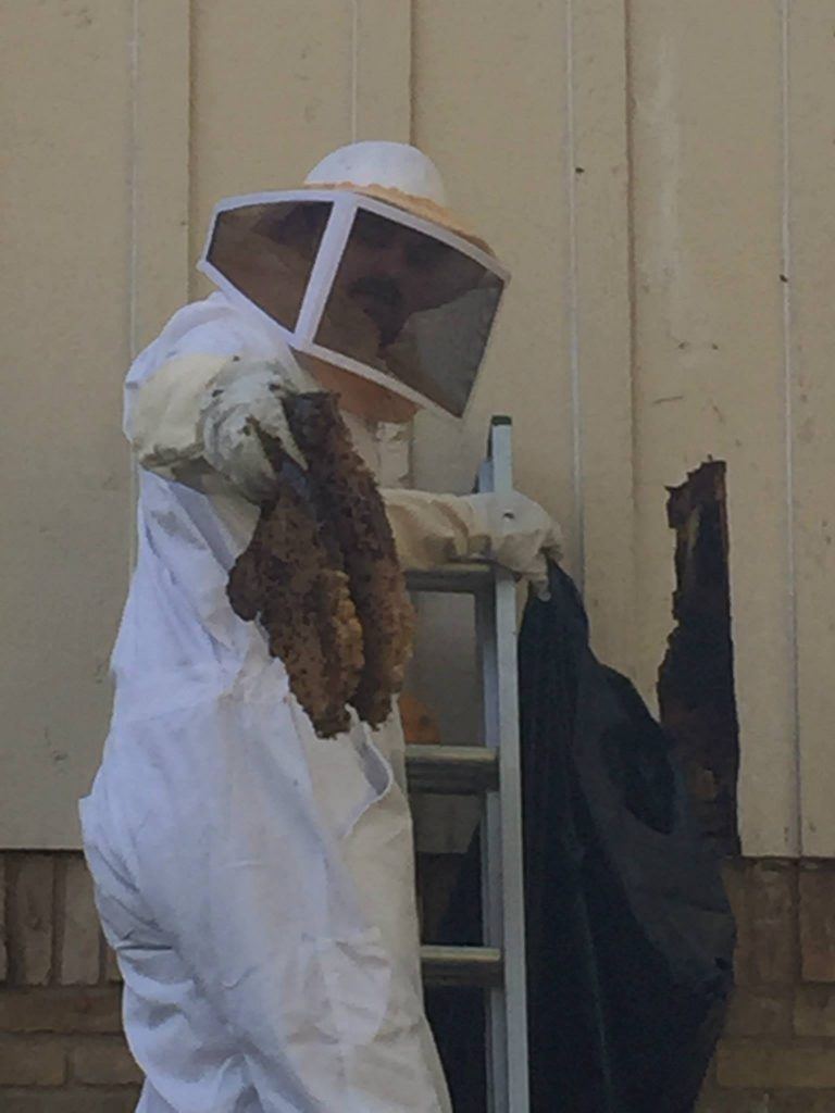 Bee Hive Removal Services McKinney Texas