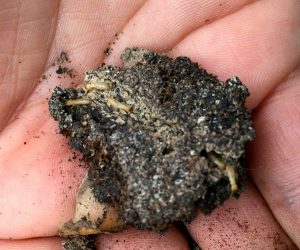 Termite Exterminators McKinney – Termites Tube – Pest Control