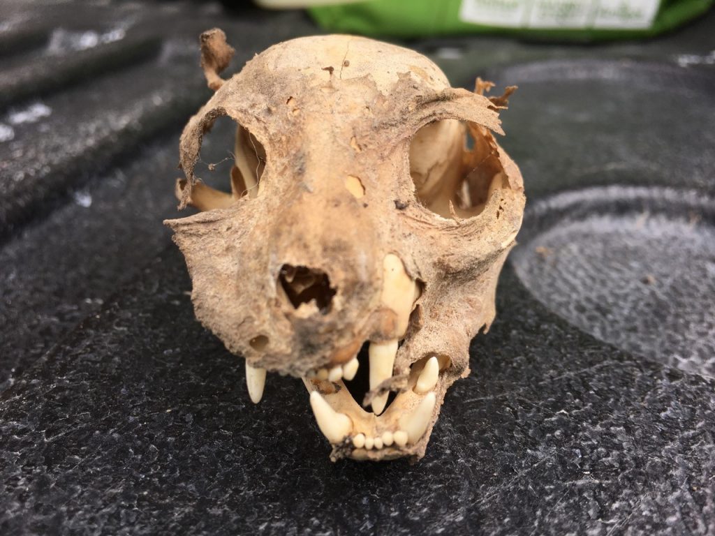Allen Texas – Rodents and Termites in the Attic