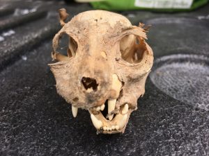 Rodent Control in Allen Texas Raccoon in the attic.