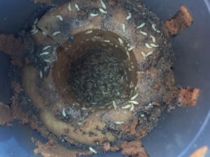 Termites in Allen Texas