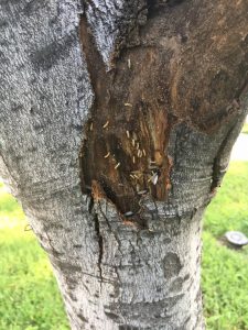 Termites-Allen-Texas-Pest-Control
