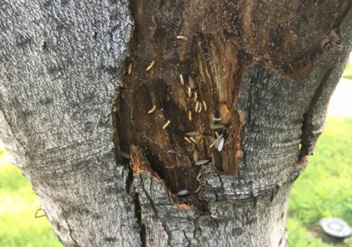 Termites-Allen-Texas-Pest-Control