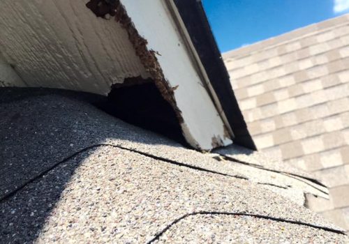 Rodents in Attic in Allen Texas