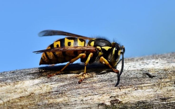 WASPS