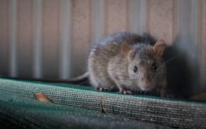 mouse crawling on ledge