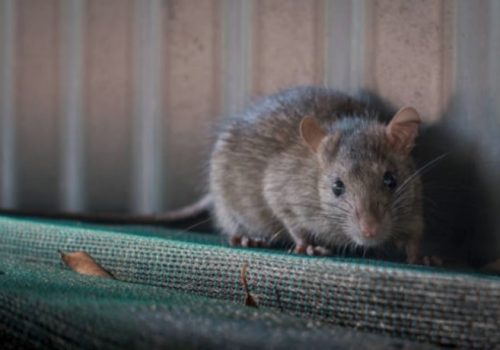 mouse crawling on ledge