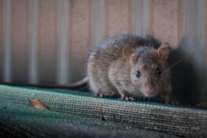RODENT EXCLUSION SERVICES