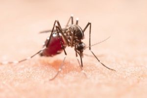 MONTHLY MOSQUITO SERVICES