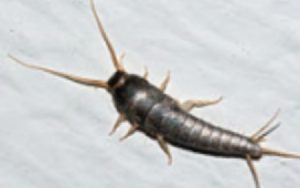 treatment for silverfish