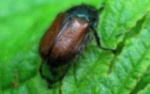 beetle sitting on green leaf