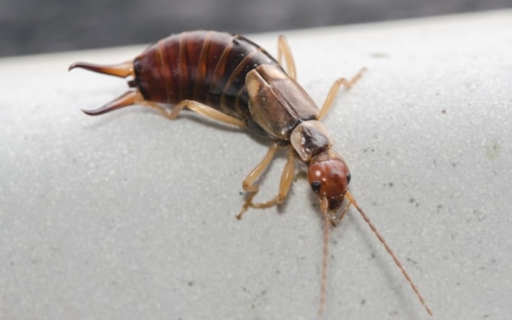 EARWIGS