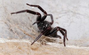 spider crawling on web
