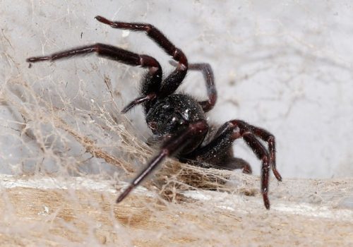 spider crawling on web