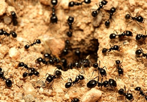 ant colony@2x-min