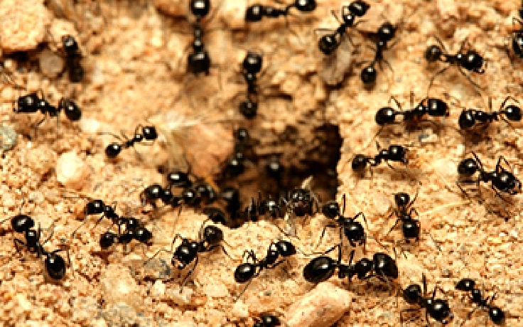 ANTS