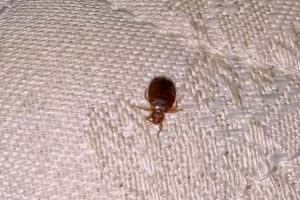 BED BUG<br/>REMOVAL