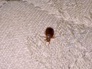 bed bugs