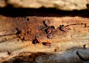 beetle-3808971_1280@2x-min