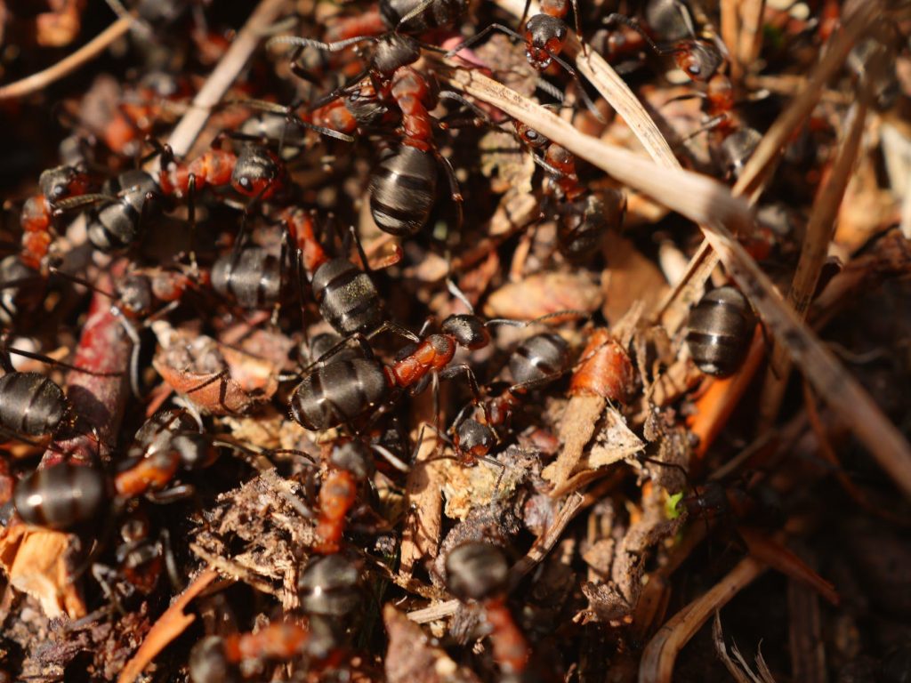 Why You See Numerous Ant Mounds After Heavy Rainfall