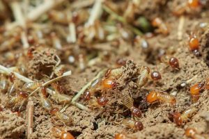 TERMITE<br/>TREATMENTS