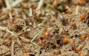 termites-3367347_1920@2x-min