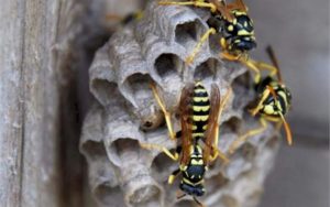 wasp building nest on wood structure