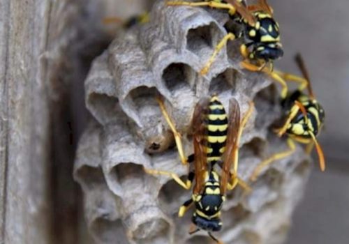 wasp building nest on wood structure