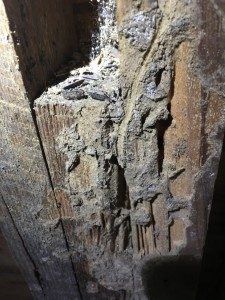 Termite Services – Termite Damage to home in Allen Texas