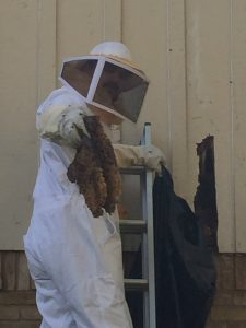 Bee hive removal from house in McKinney Texas – This bee hive was inside the house.