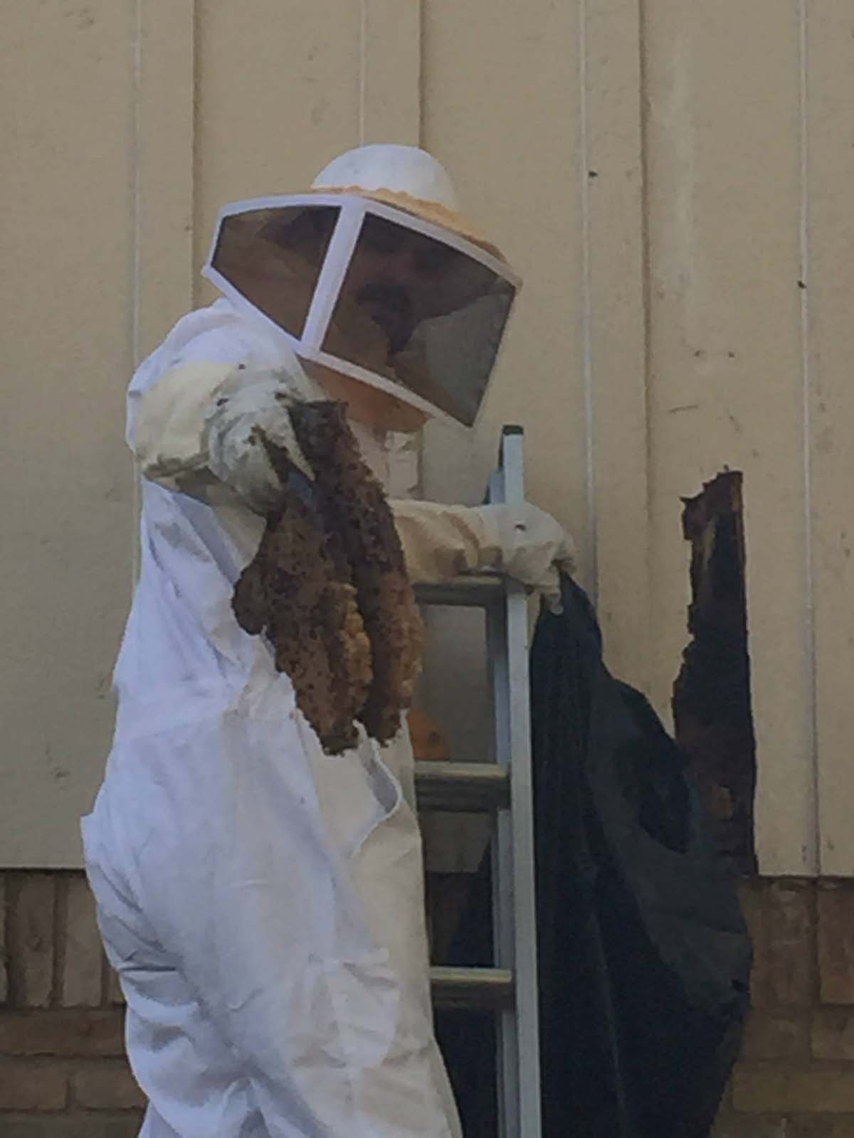 Bee hive removal from house in McKinney Texas - This bee hive was inside the house. 