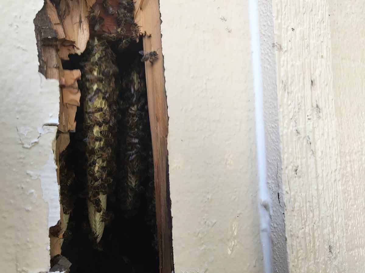 Bee removal from house in McKinney Texas - This bee hive was inside the house. 