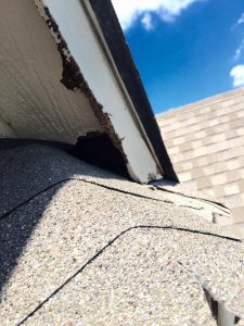 Rodents in the Attic