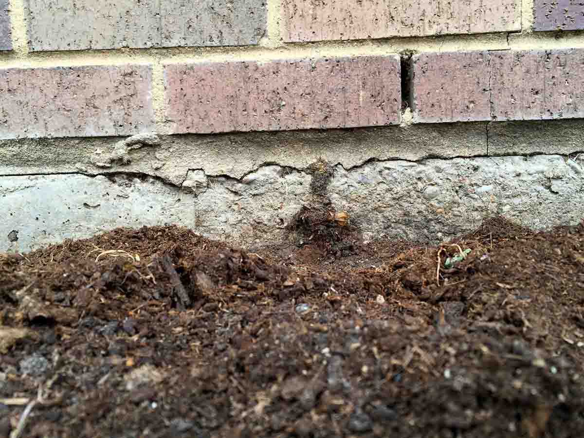 Termite Removal Services Allen - home termites