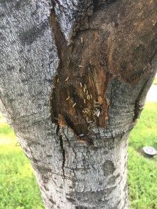 Termites-Allen-Texas-Pest-Control