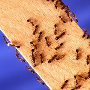 ants crawling on piece of wood
