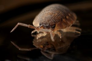 bed-bug-blood-sucker-bug-35804