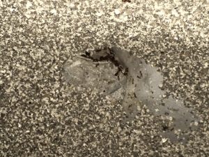 Ants and Termites in Allen Texas