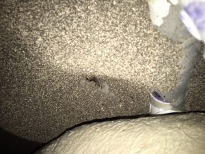 Termites in Allen Texas