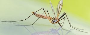 mosquitoe on glass table top dfw