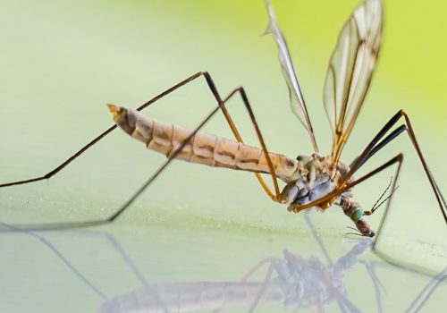 mosquitoe on glass table top dfw