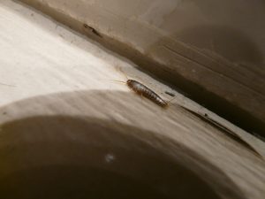 pest identifier