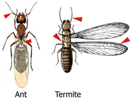 Termite Services