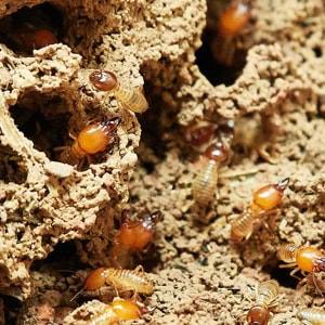 termite mound