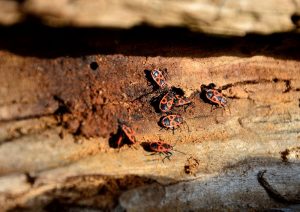 beetle-3808971_1280@2x-min-1-min