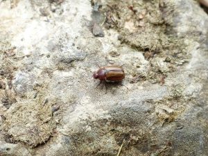 june bug crawling on the ground