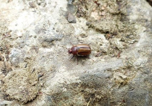 june bug crawling on the ground