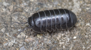 pill bug crawling on concrete