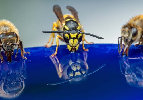 EDITED BEES, WASPS, HORNETS, YELLOW