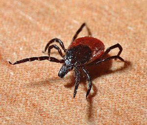 EDITED, FLEAS & TICKS